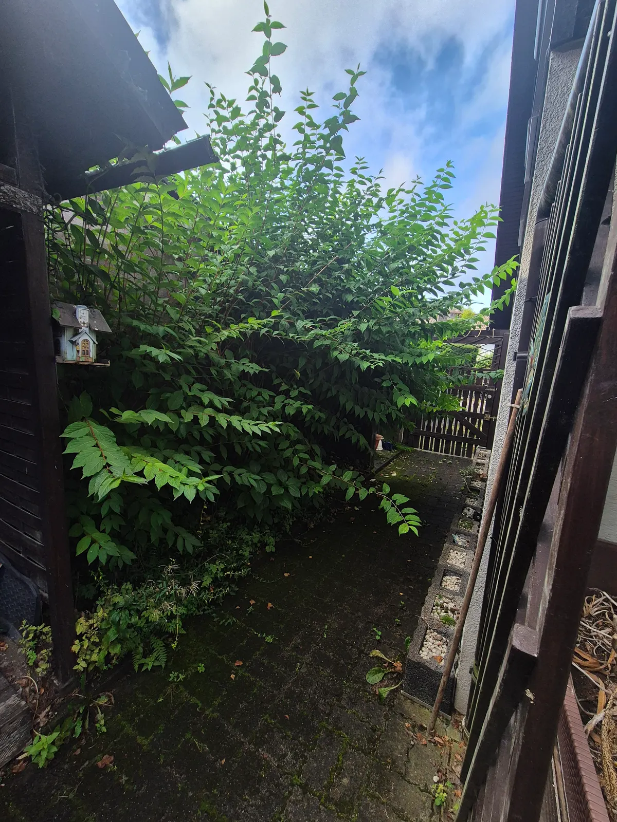 Gartenweg vor der Aufbereitung mit dichtem Bewuchs am Durchgang