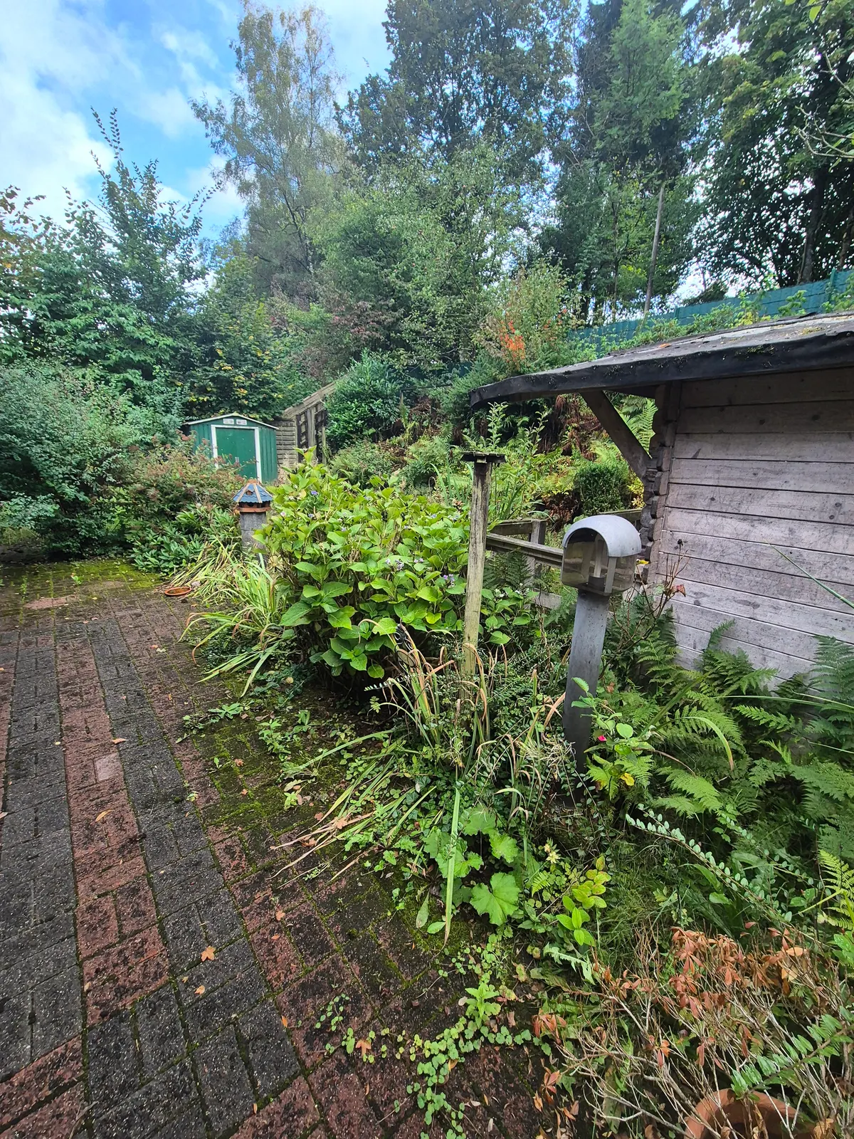 Dicht bewachsener Garten vor der Gartenaufbereitung